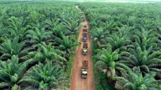 Business Plan Industri Perkebunan Kelapa Sawit: Panduan Penyusunan untuk Mendukung Ekspansi Usaha dan Investasi Berkelanjutan